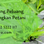 Kangkung petani tempo memanen benih tanam bercocok bkb ditepi lahan budidaya diekspor seorang kanal ibukota barat banjir sayur dimanfaatkan biaya