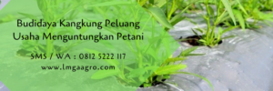 Kangkung petani tempo memanen benih tanam bercocok bkb ditepi lahan budidaya diekspor seorang kanal ibukota barat banjir sayur dimanfaatkan biaya