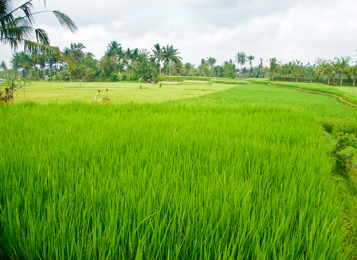 Layanan pembuatan PT Sawah Besar