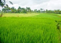 Jasa Pengurusan Izin Usaha Pt Sawah Besar