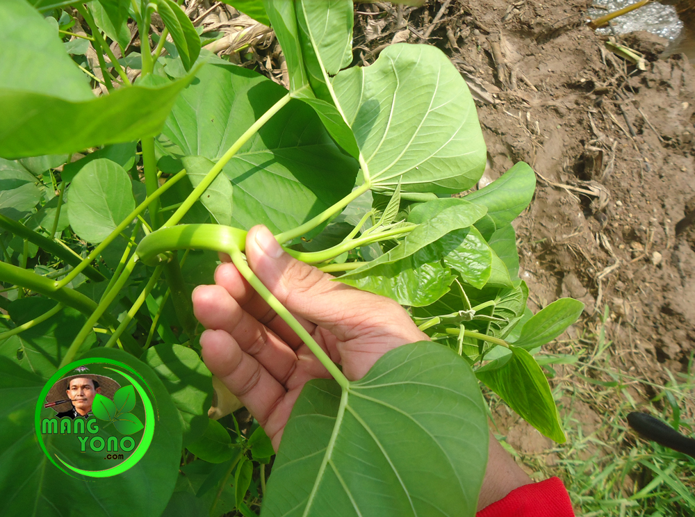 Jasa Pengurusan CV Kebon Kangkung Bandung