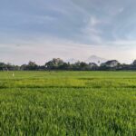 Layanan legalitas PT Sawah Besar