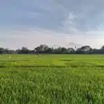 Layanan legalitas PT Sawah Besar