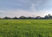 Layanan Legalitas Pt Sawah Besar