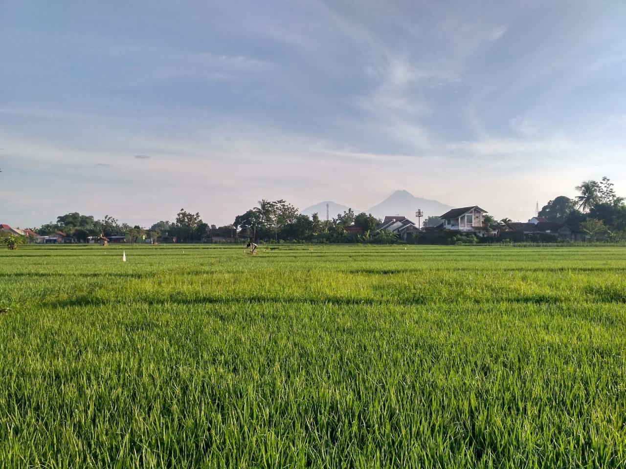 Layanan legalitas PT Sawah Besar